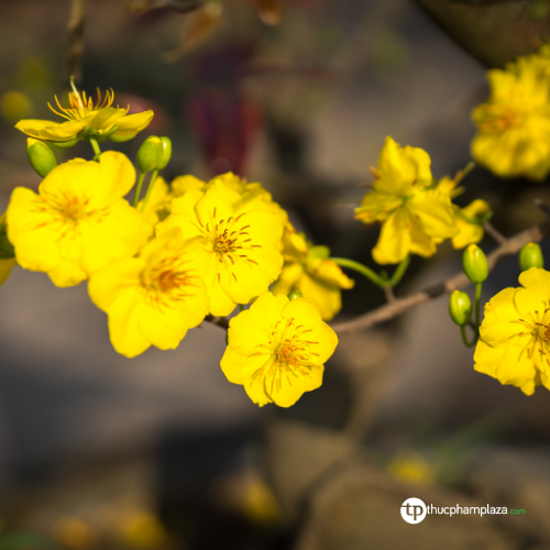 Vì sao chọn màu vàng?