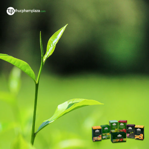 Trà Ahmad: Món quà Tết ấm áp 4 Món quà Tết ý nghĩa