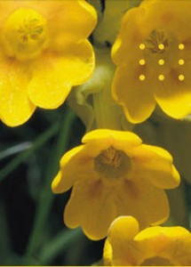 Cay anh thao cowslip