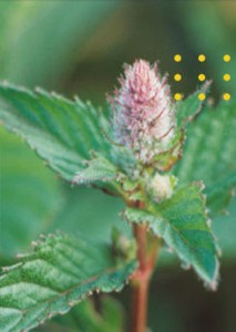 Cay bac ha cay peppermint