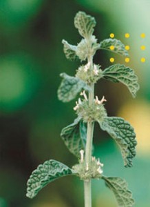 Cay bac ha trang horehound1