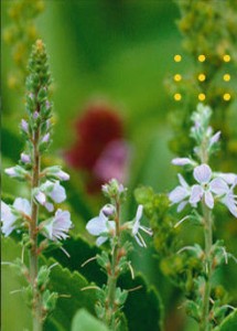 Cay thuy cu speedwell1