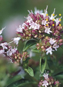 Co xa huong hung tay thyme