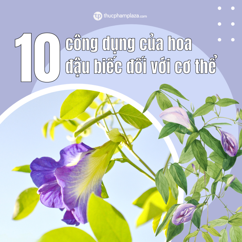 10 công dụng của hoa đậu biếc đối với cơ thể 1 Thuc Pham Plaza 8 1 large