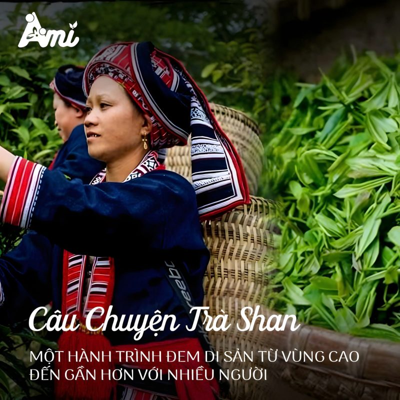 ra mắt bộ trà shan tuyết ami tea