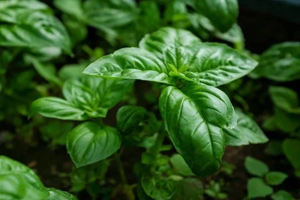 basil la gi.jpg medium