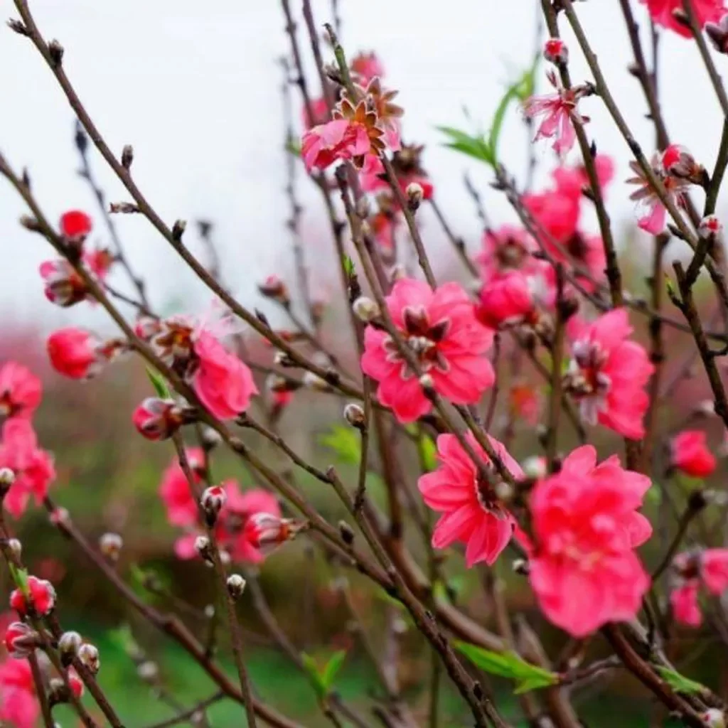 bí quyết chăm sóc hoa mai hoa đào nở đúng dịp Tết 2