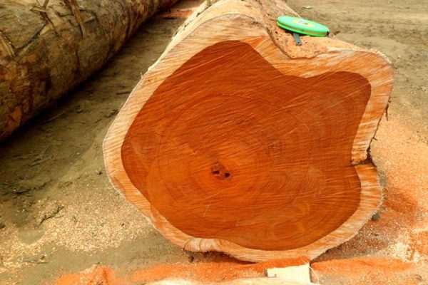 Có thể bạn chưa biết Gỗ Teak là gì? 3 go teak1