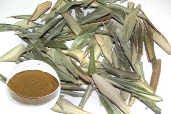 Lá oliu - “thuốc bổ” hữu hiệu không phải ai cũng biết 4 Nguy cơ dị ứng