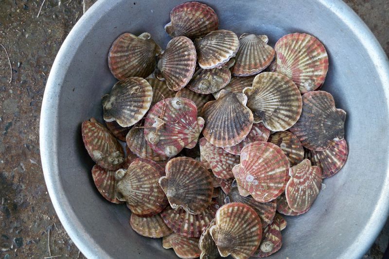 Các món ăn thơm ngon đơn giản chế biến bằng sò điệp 2 Sò điệp