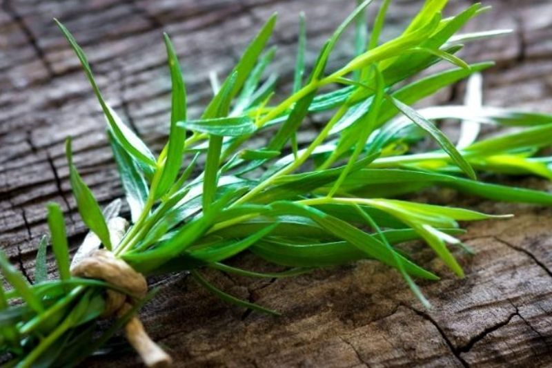 Tarragon