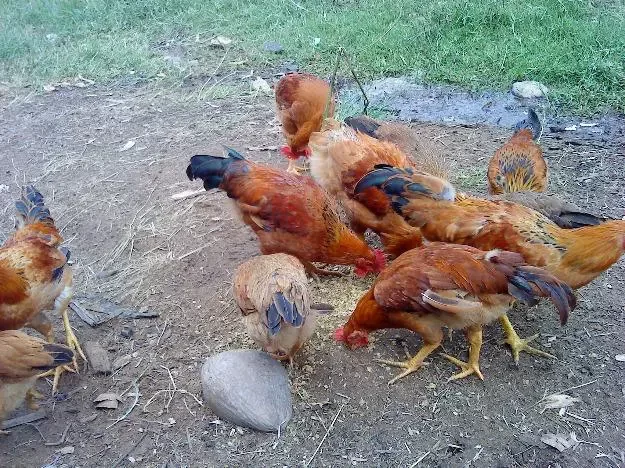 Những mặt hàng sẽ hốt bạc dịp tết 2024 34 tet ban gi chay nhat1 large