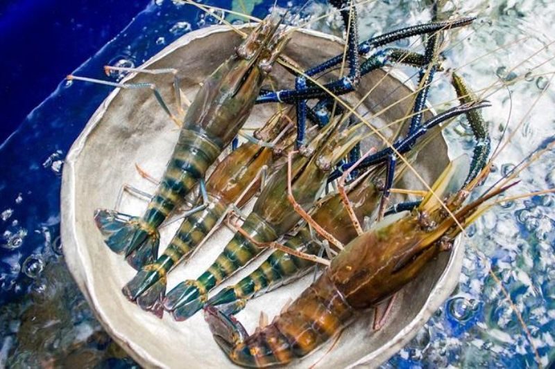 tom cang xanh 1 large