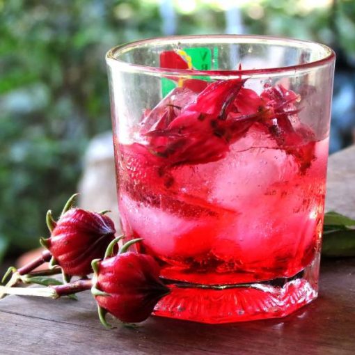 tra atiso do moi ngay doi voi suc khoe