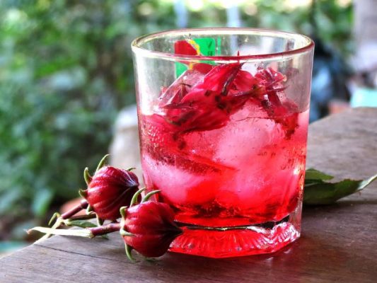 tra atiso do moi ngay doi voi suc khoe